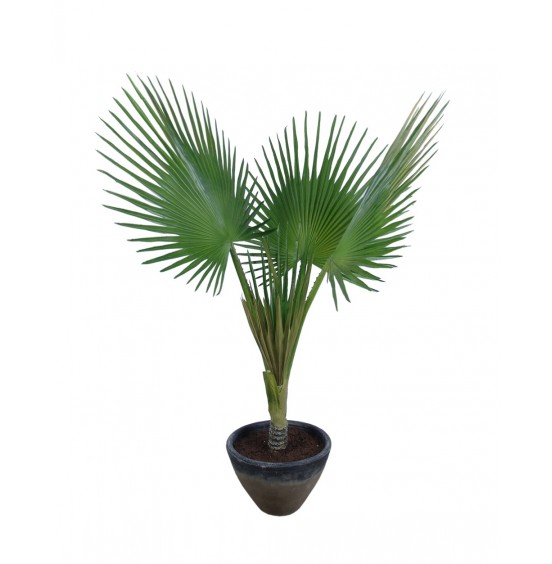 YAPAY FAN PALM AĞACI SAKSI 170CM